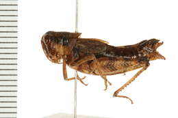 Слика од Melanoplus montanus (Thomas & C. 1873)