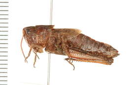 Plancia ëd Chloealtis abdominalis (Thomas & C. 1873)