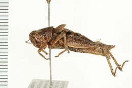 Melanoplus oregonensis (Thomas & C. 1875)的圖片