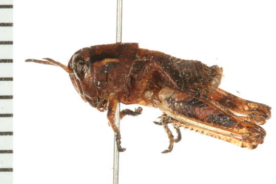 Image of Melanoplus oregonensis (Thomas & C. 1875)