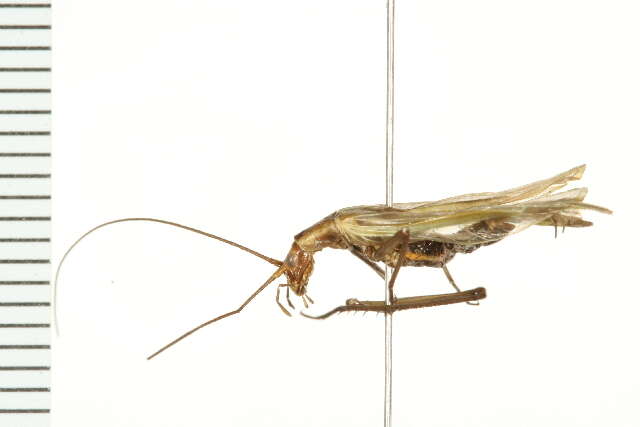 Image of Black-horned Tree Cricket