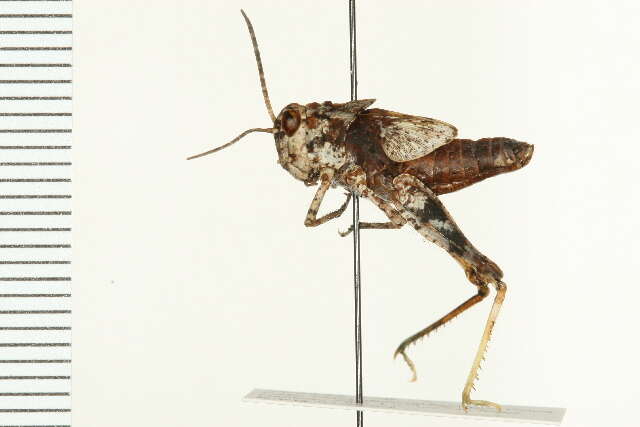 Trimerotropis agrestis McNeill 1900 resmi