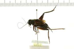 Image of Fall Field Cricket