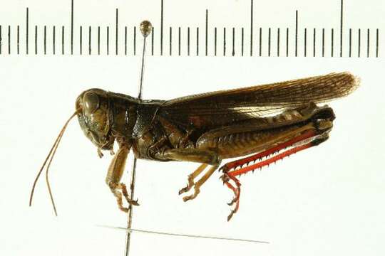 Melanoplus bivittatus (Say 1825)的圖片