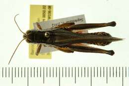 Melanoplus bivittatus (Say 1825)的圖片