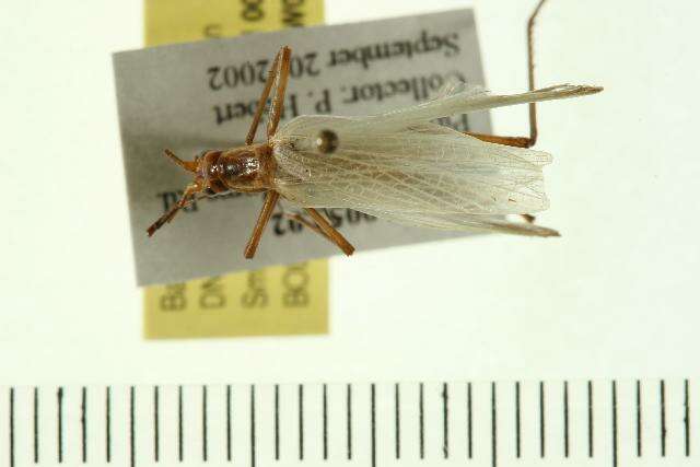 Image of Black-horned Tree Cricket