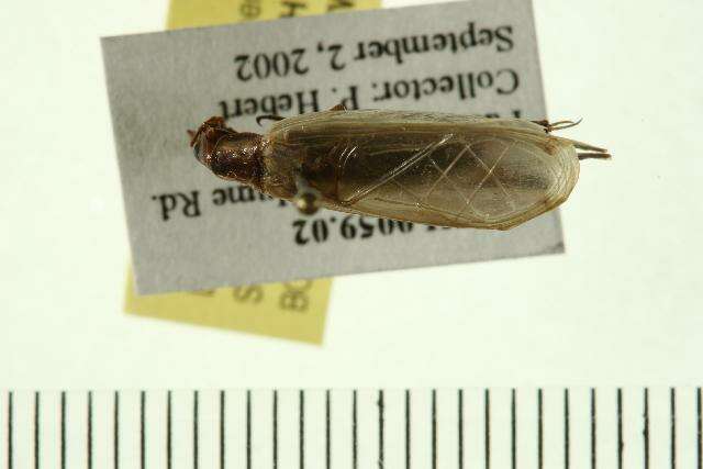 Image of Black-horned Tree Cricket