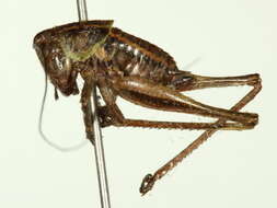 Image of Metrioptera roeseli