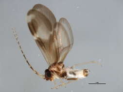 Image of Polypsocus