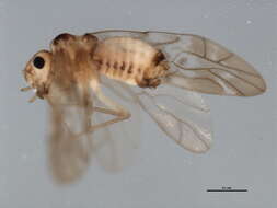 Image of Peripsocus subfasciatus (Rambur 1842)