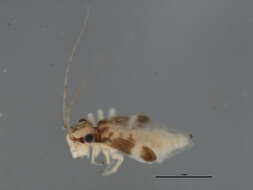 Image of Polypsocus