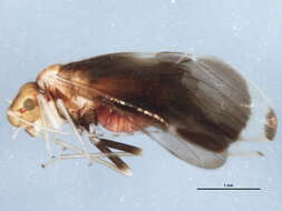 Image of Polypsocus