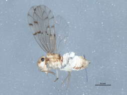 Image of Bark lice