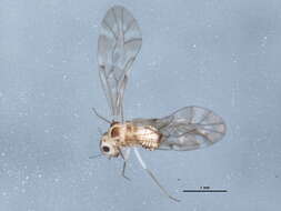 Image of Peripsocus subfasciatus (Rambur 1842)