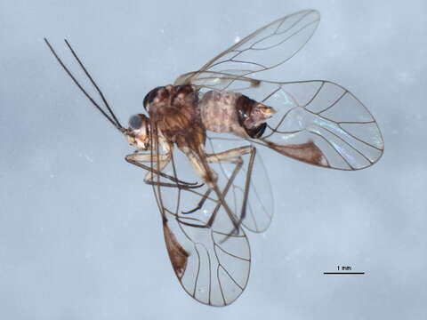 Image de Metylophorus novaescotiae (Walker & F. 1853)