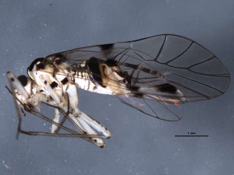 Image of Psocus leidyi Aaron 1886