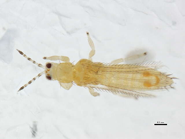 Image of Pseudophilothrips