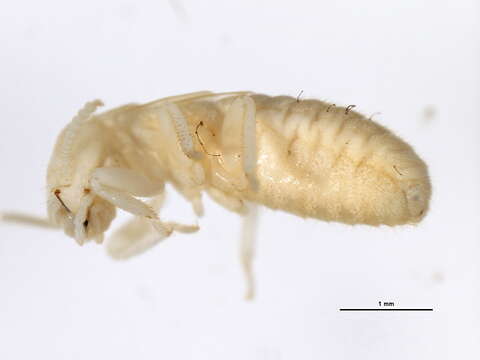 Image of Eastern Subterranean Termite