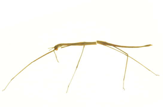 Image of walking sticks