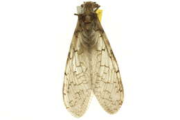 Image of Eastern Dobsonfly