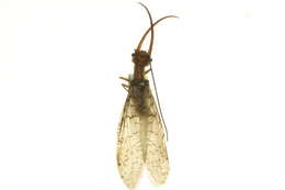 Image of Eastern Dobsonfly