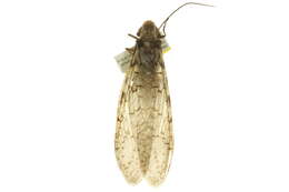 Image of Eastern Dobsonfly