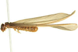 Image of Harvester Termite