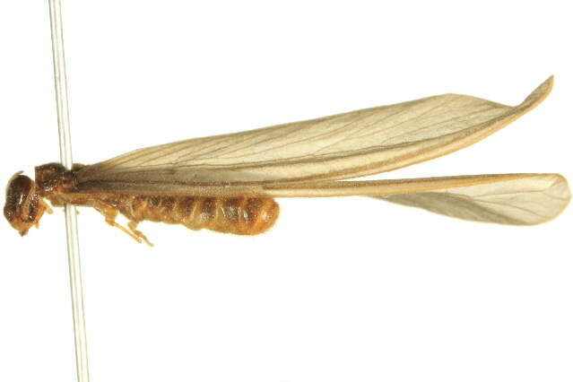 Image of Harvester Termite