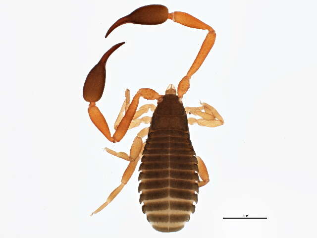 Image de Cheliferidae Risso 1827