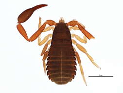 Image de Cheliferidae Risso 1827