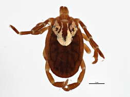 Image of Gulf Coast Tick