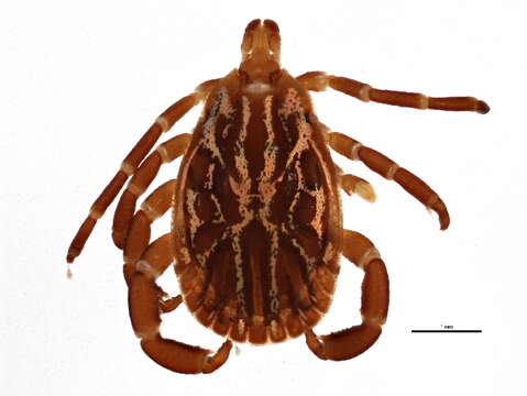 Image of Gulf Coast Tick