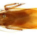 Image of Blattinae