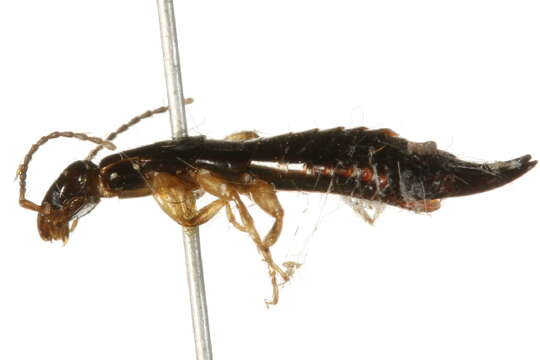 Image of earwigs