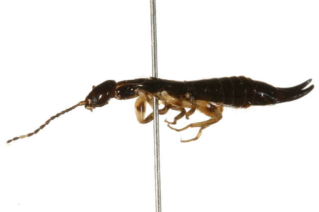 Image of earwigs