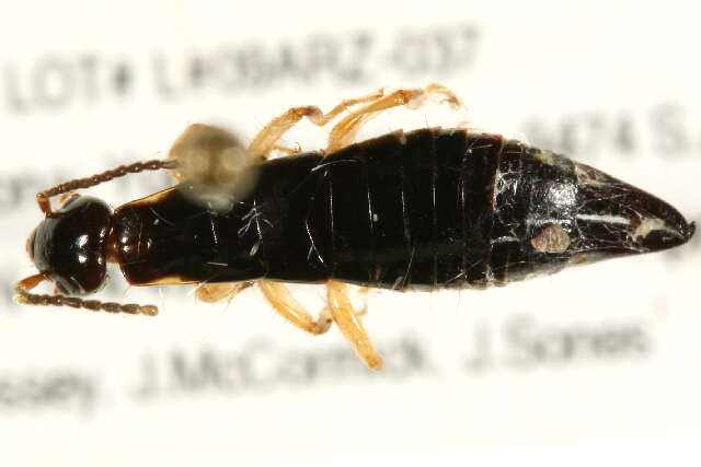 Image of earwigs