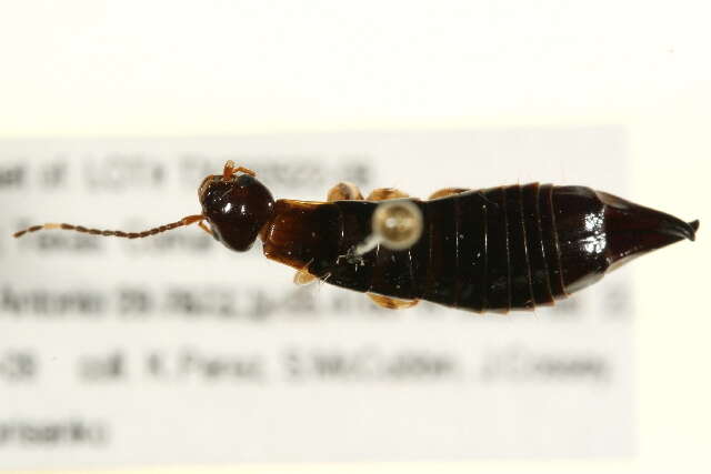 Image of earwigs