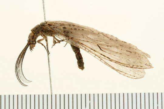 Image of Fishflies