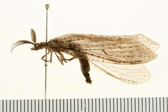 Image of Fishflies