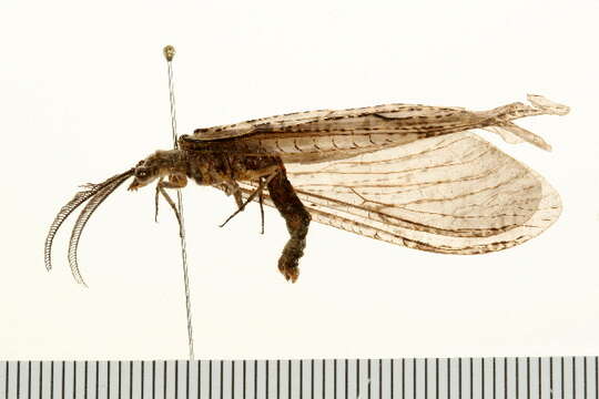 Image of Fishflies