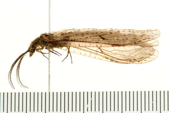 Image of Fishflies