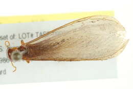Image of damp wood termites