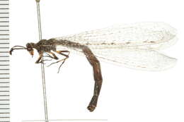 Image of antlion