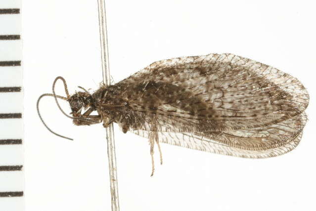 Image of Wesmaelius furcatus (Banks 1935)