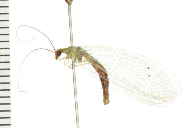 Image of Chrysopa nigricornis Burmeister 1839