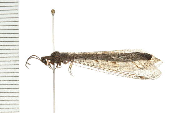 Image de Brachynemurus ferox (Walker 1853)