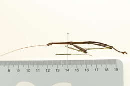 Image of Northern Walkingstick