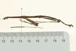 Image of Northern Walkingstick