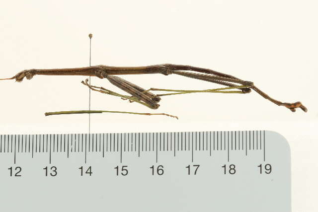 Image of Northern Walkingstick