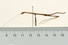 Image of Northern Walkingstick